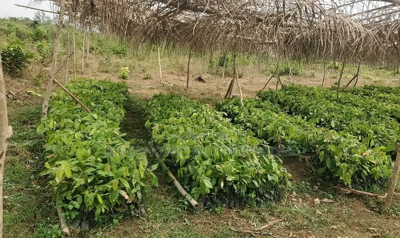 Own a Profitable Cocoa and Plantain Farm in Abeokuta | C of O in Abeokuta North