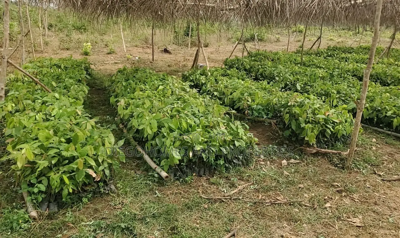 Own a Profitable Cocoa and Plantain Farm in Abeokuta | C of O in Abeokuta North