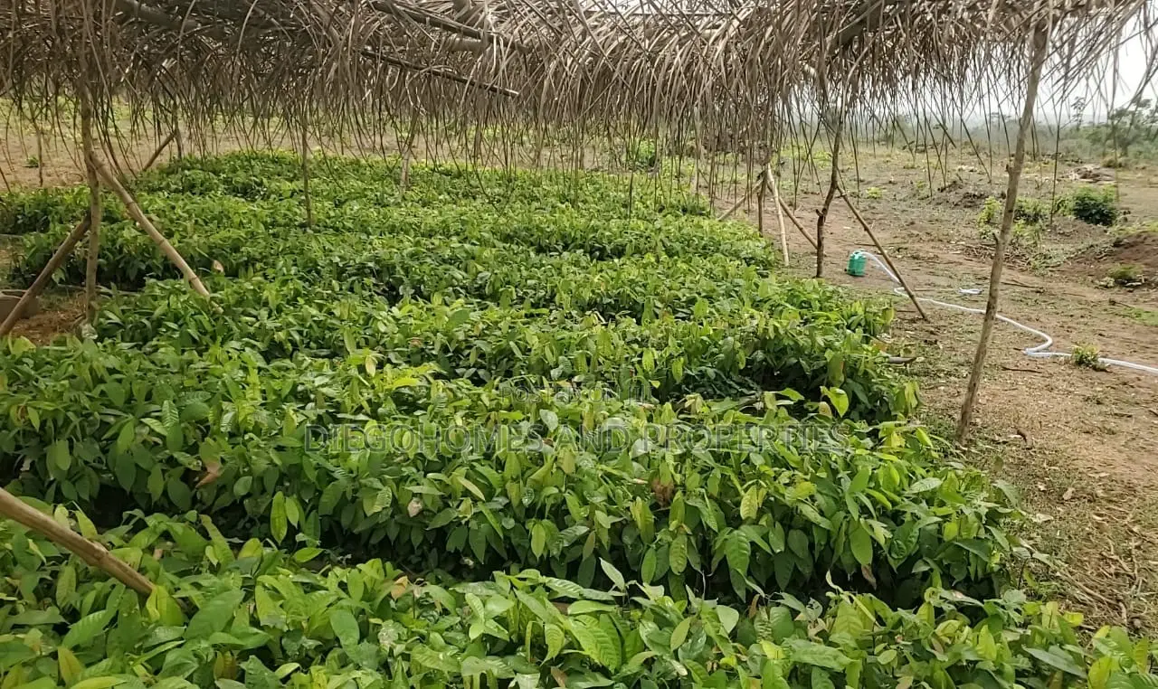 Own a Profitable Cocoa and Plantain Farm in Abeokuta | C of O in Abeokuta North