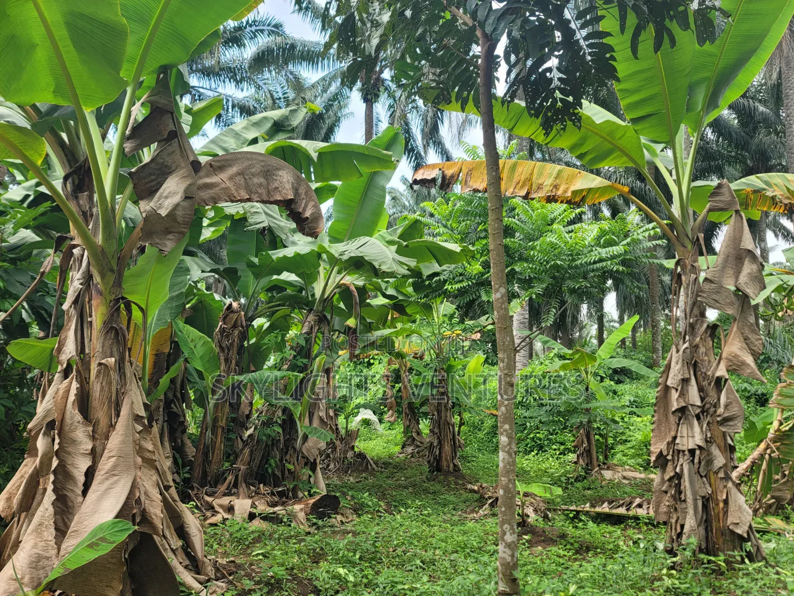 Full Gownn Agric Palm Plantation for Sale in Isiala Ngwa