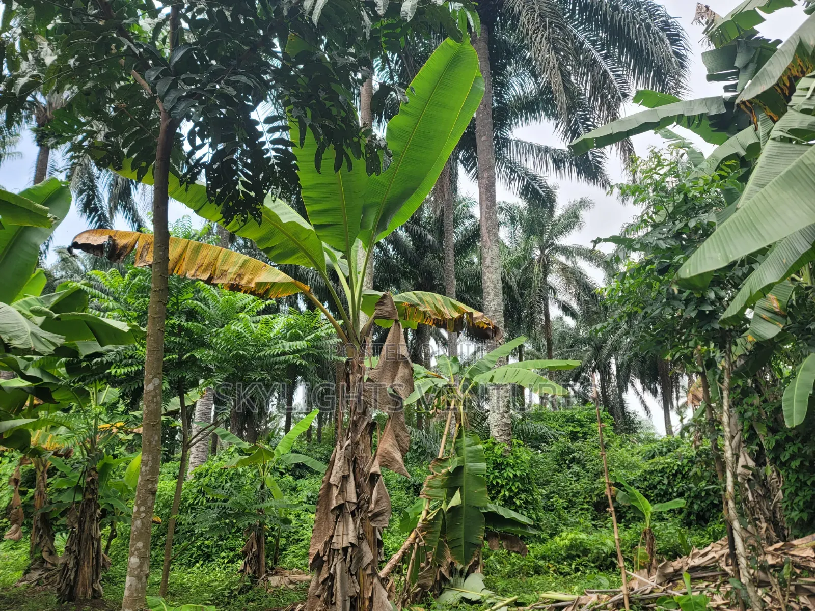 Full Gownn Agric Palm Plantation for Sale in Isiala Ngwa