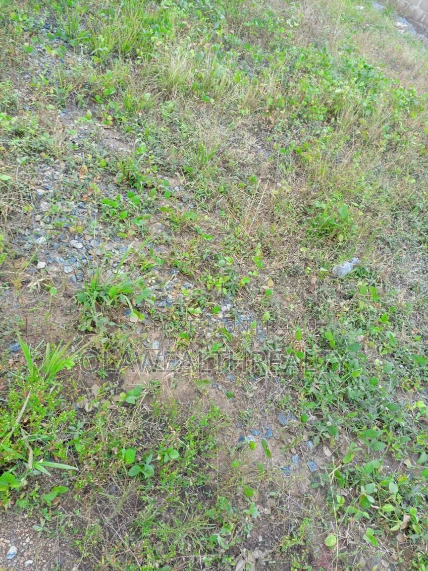 2,000sqm Green Area at Jahi in Jahi