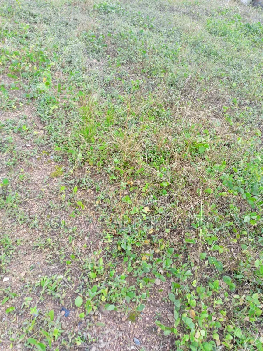 2,000sqm Green Area at Jahi in Jahi