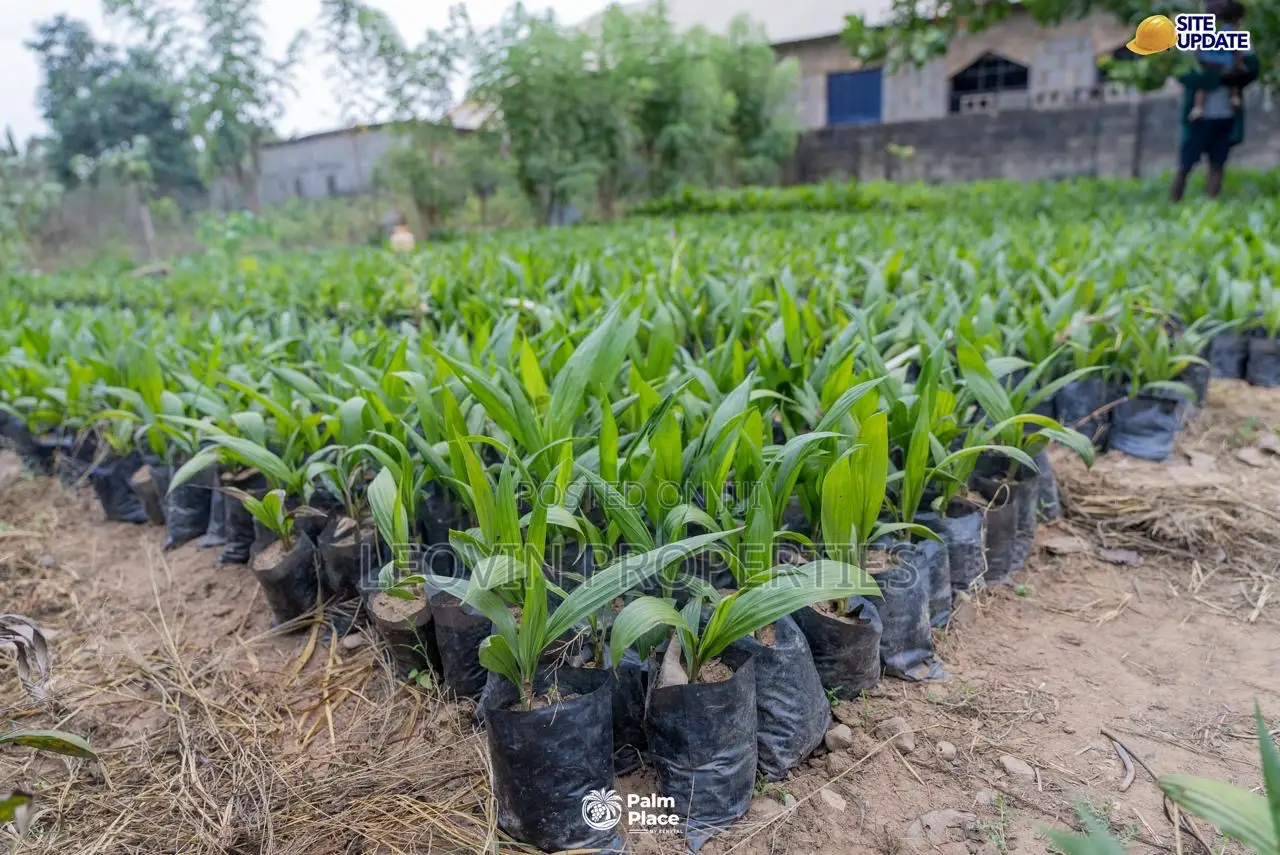 Farmland for Sale in Abeokuta | Ìtura Farms Nature Resort in Abeokuta North