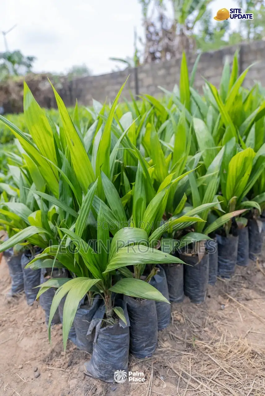 Farmland for Sale in Abeokuta | Ìtura Farms Nature Resort in Abeokuta North