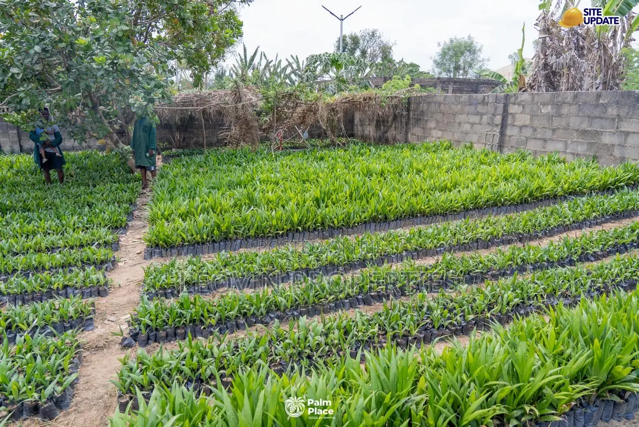 Farmland for Sale in Abeokuta | Ìtura Farms Nature Resort in Abeokuta North