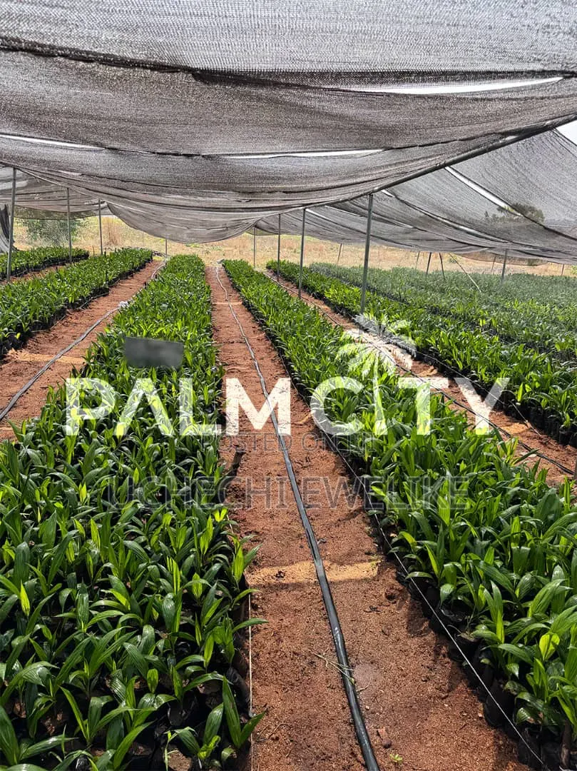 Own a Palm Plantation in Ogbomoso Oyo State With 3.6m and Above in Ori Ire
