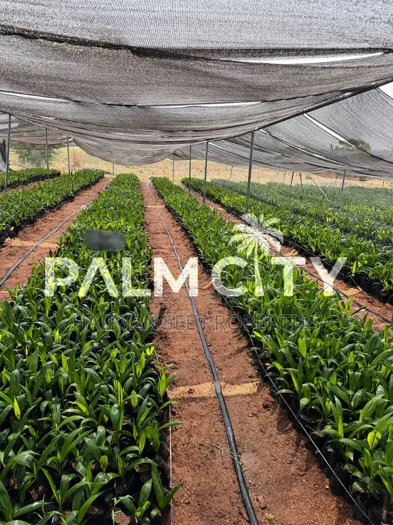 Own a Palm Plantation in Ogbomoso Oyo State With 3.6m and Above in Ori Ire