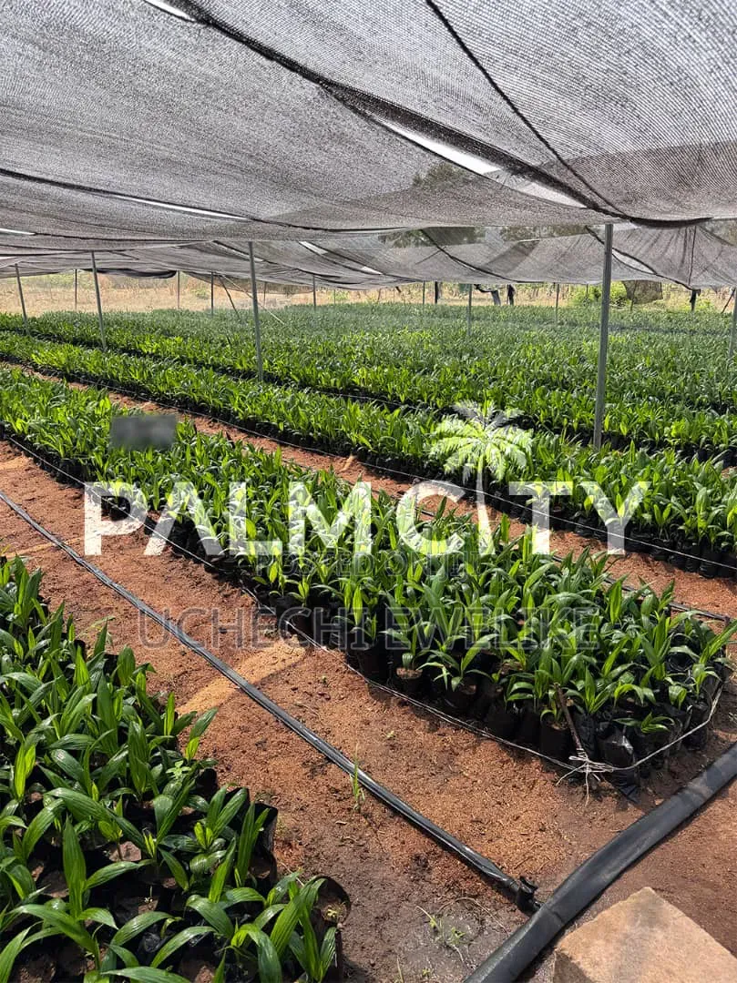 Own a Palm Plantation in Ogbomoso Oyo State With 3.6m and Above in Ori Ire