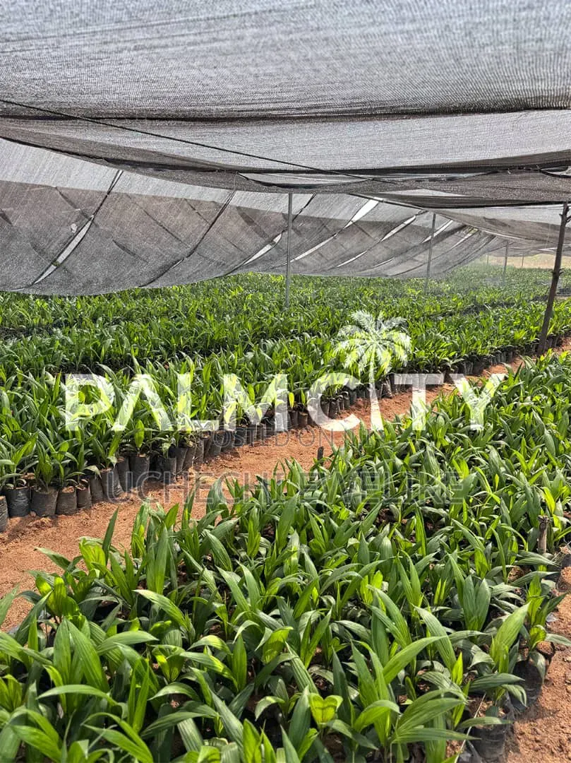 Own a Palm Plantation in Ogbomoso Oyo State With 3.6m and Above in Ori Ire