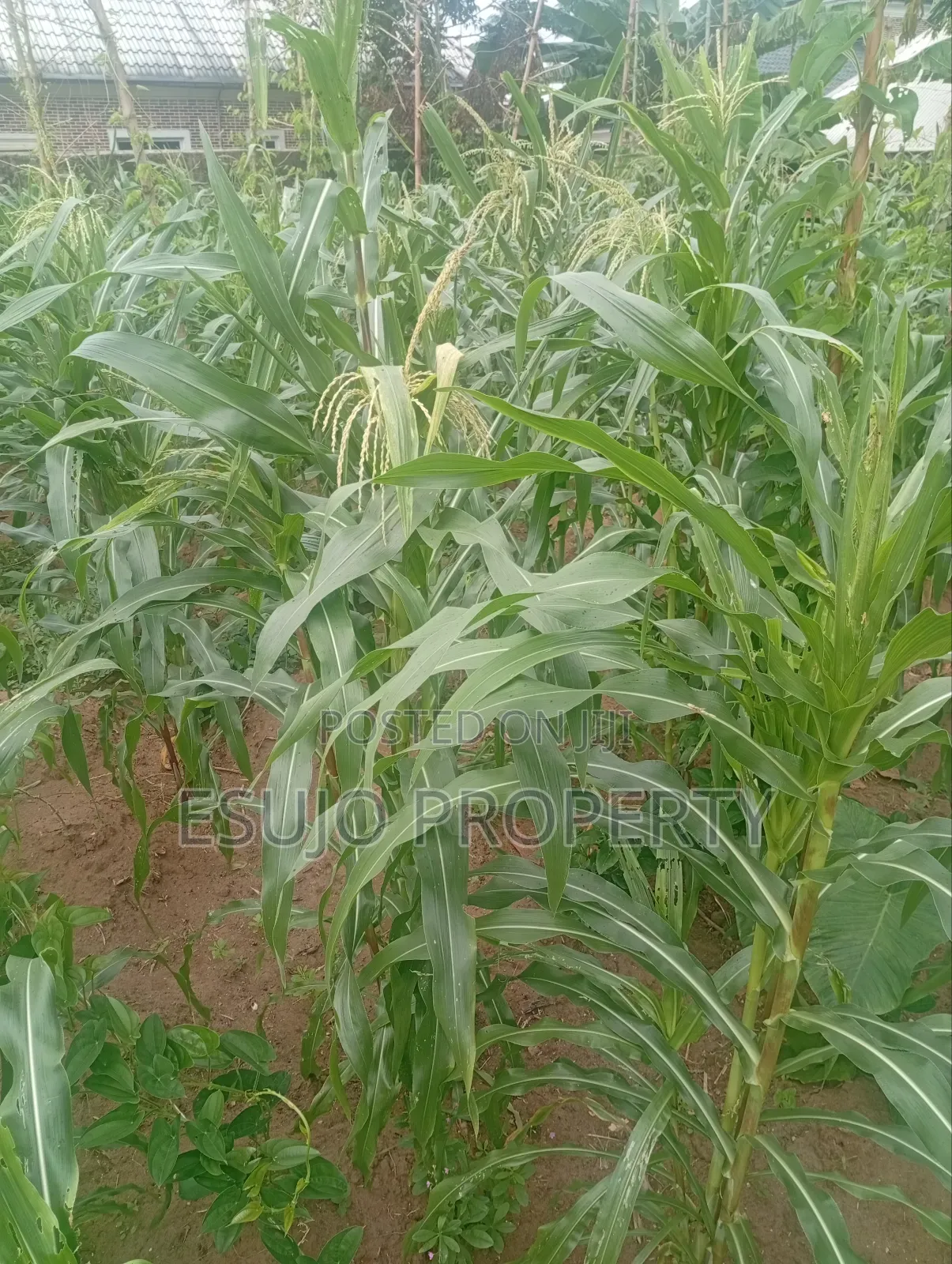 Distress Sales in Uyo