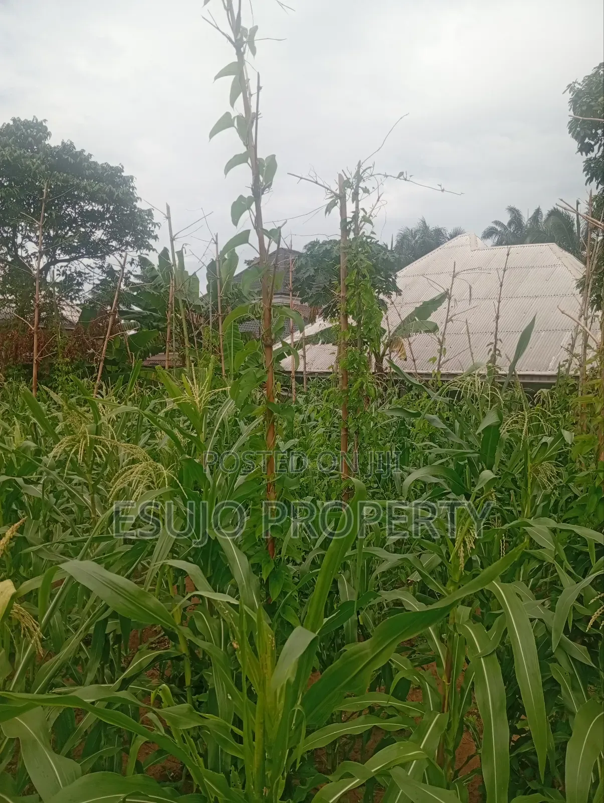 Distress Sales in Uyo