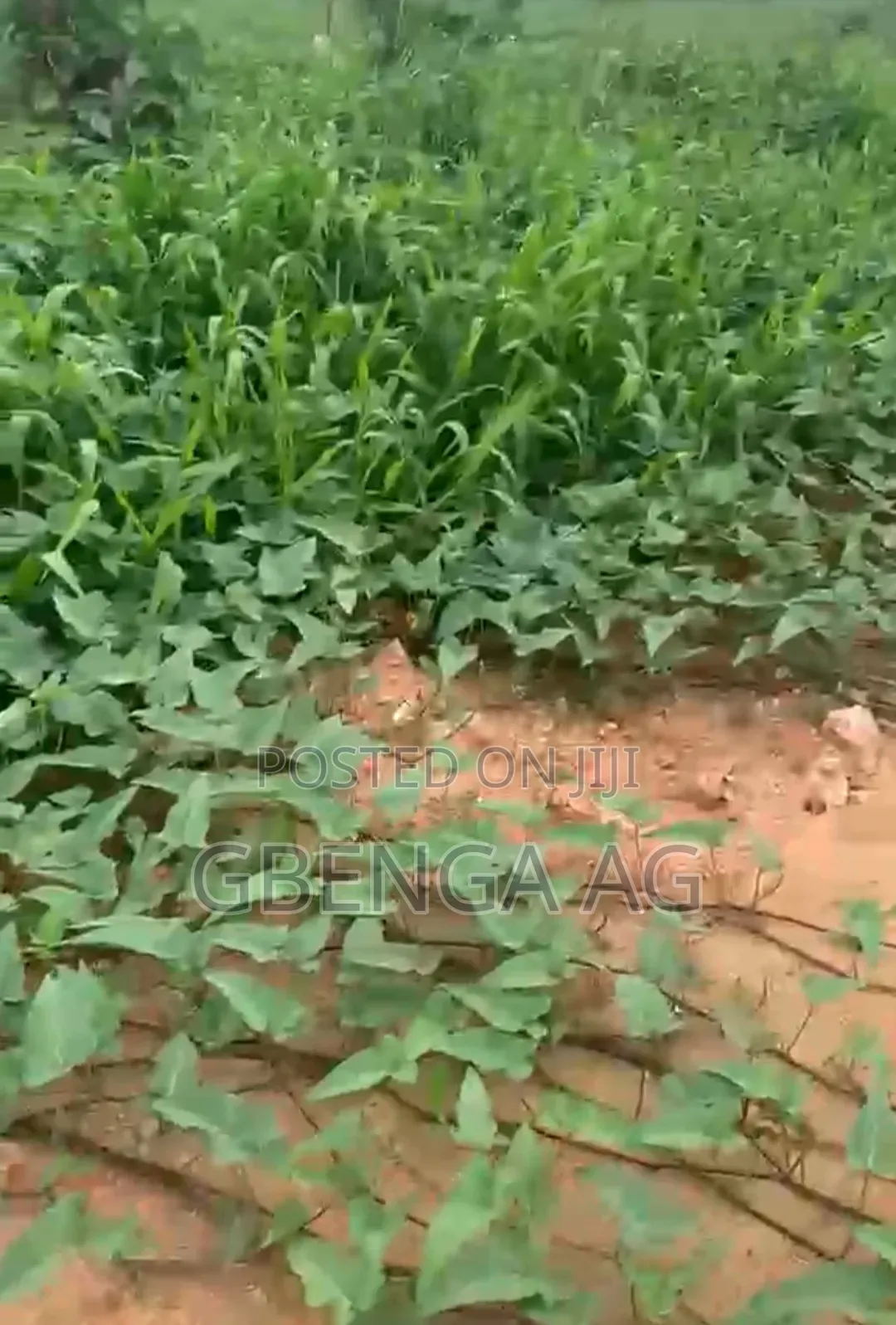 Over Half Plot of Land for Sale at Off Isheri Igando Road Lagos in Iseri Olofin