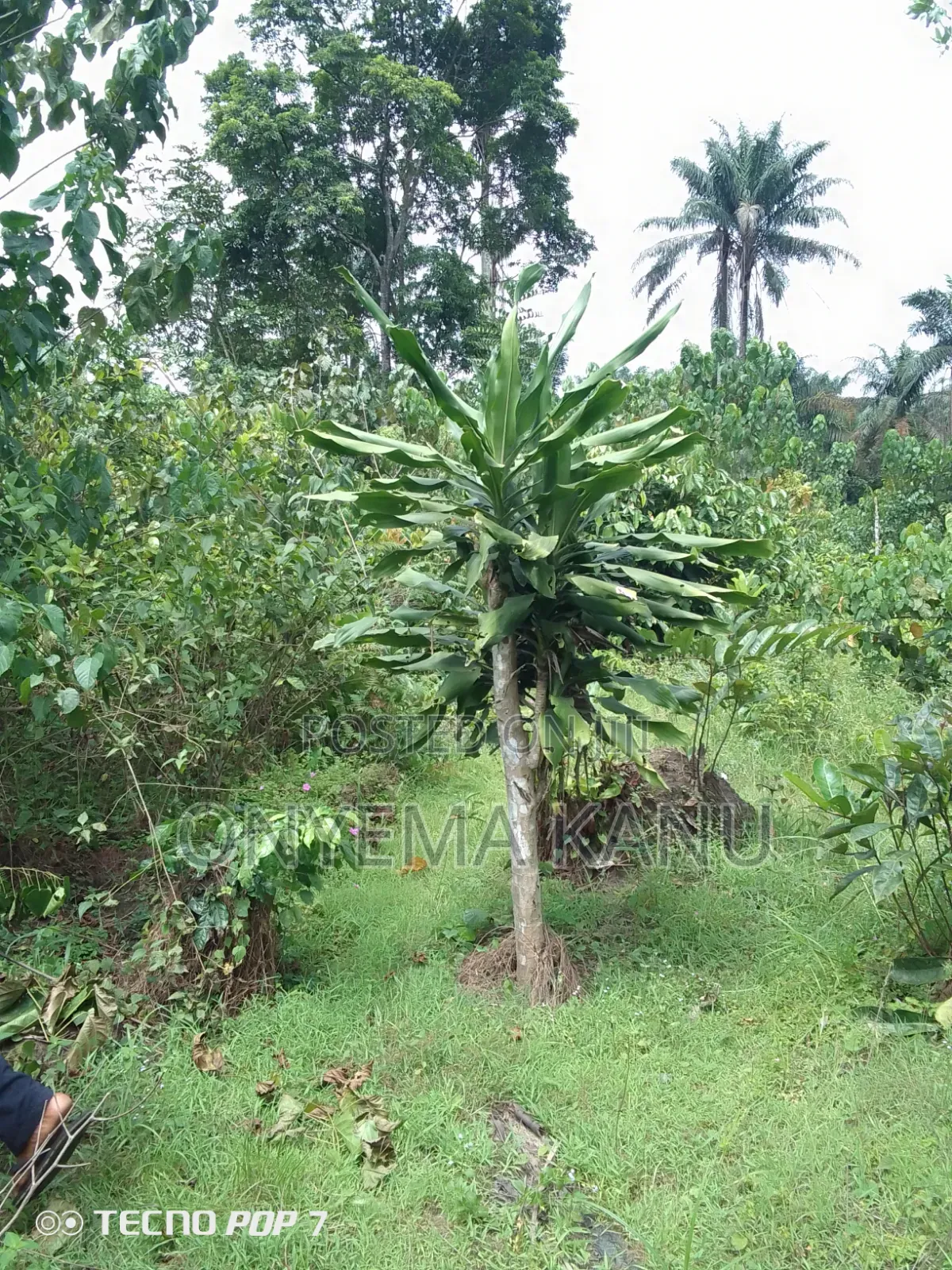 2 Plots Agricultural Land for Immediate Sale in Ukwa
