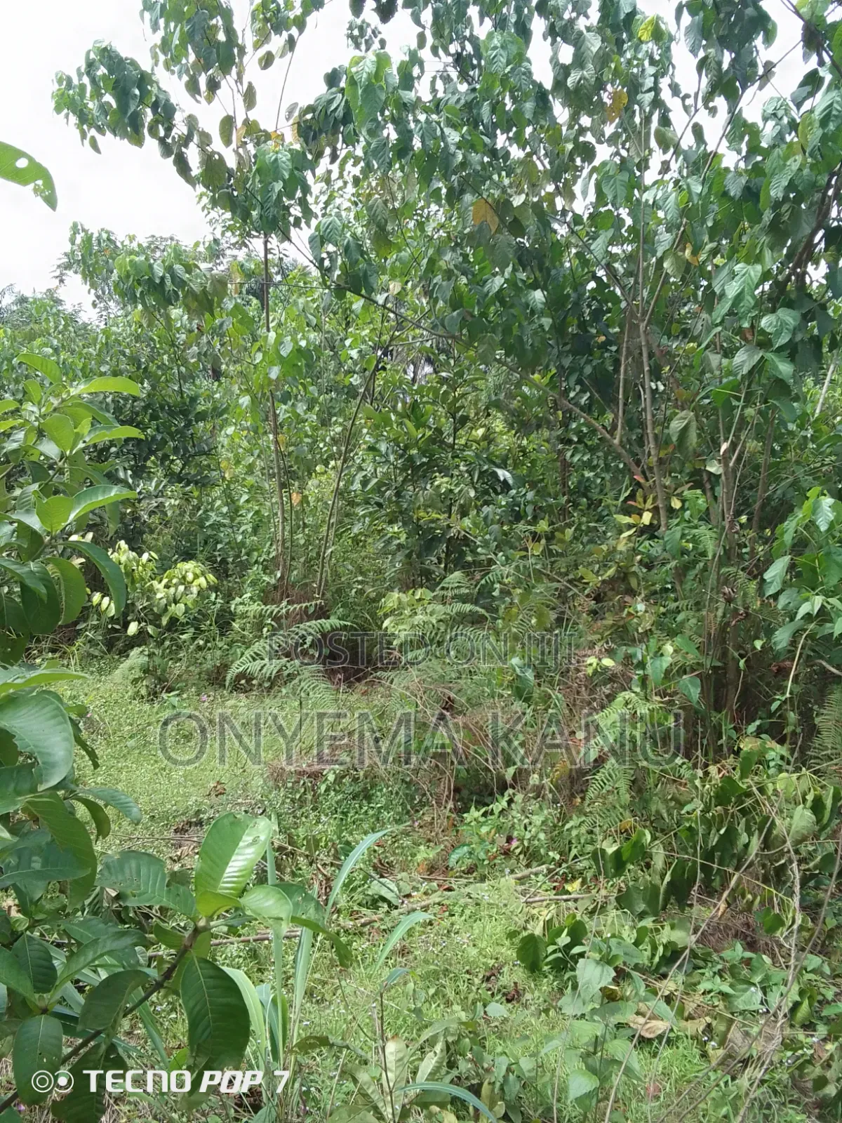 2 Plots Agricultural Land for Immediate Sale in Ukwa