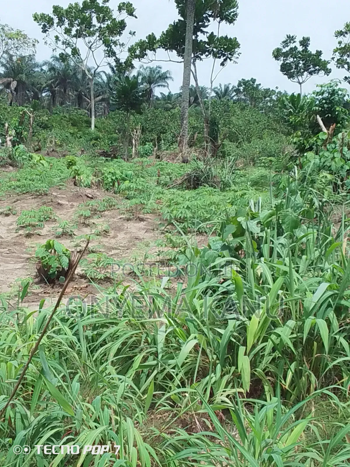 2 Plots Agricultural Land for Immediate Sale in Ukwa