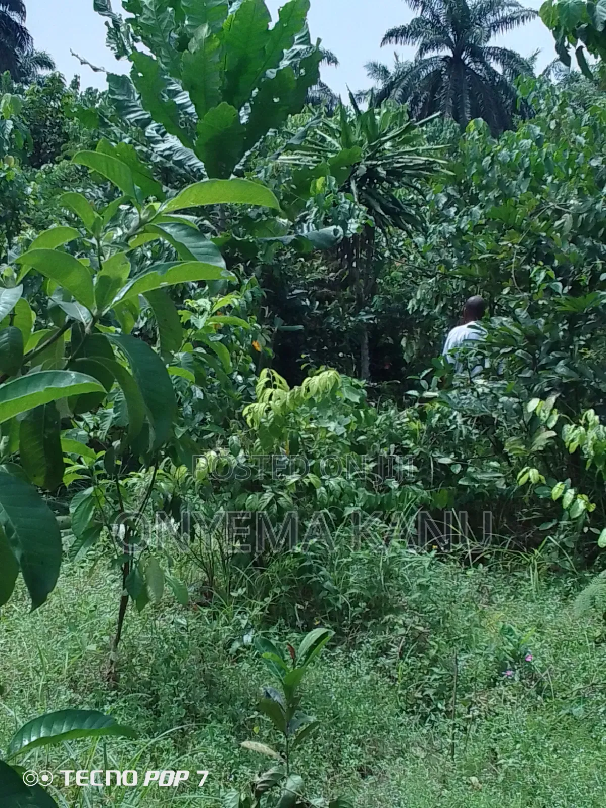 2 Plots Agricultural Land for Immediate Sale in Ukwa