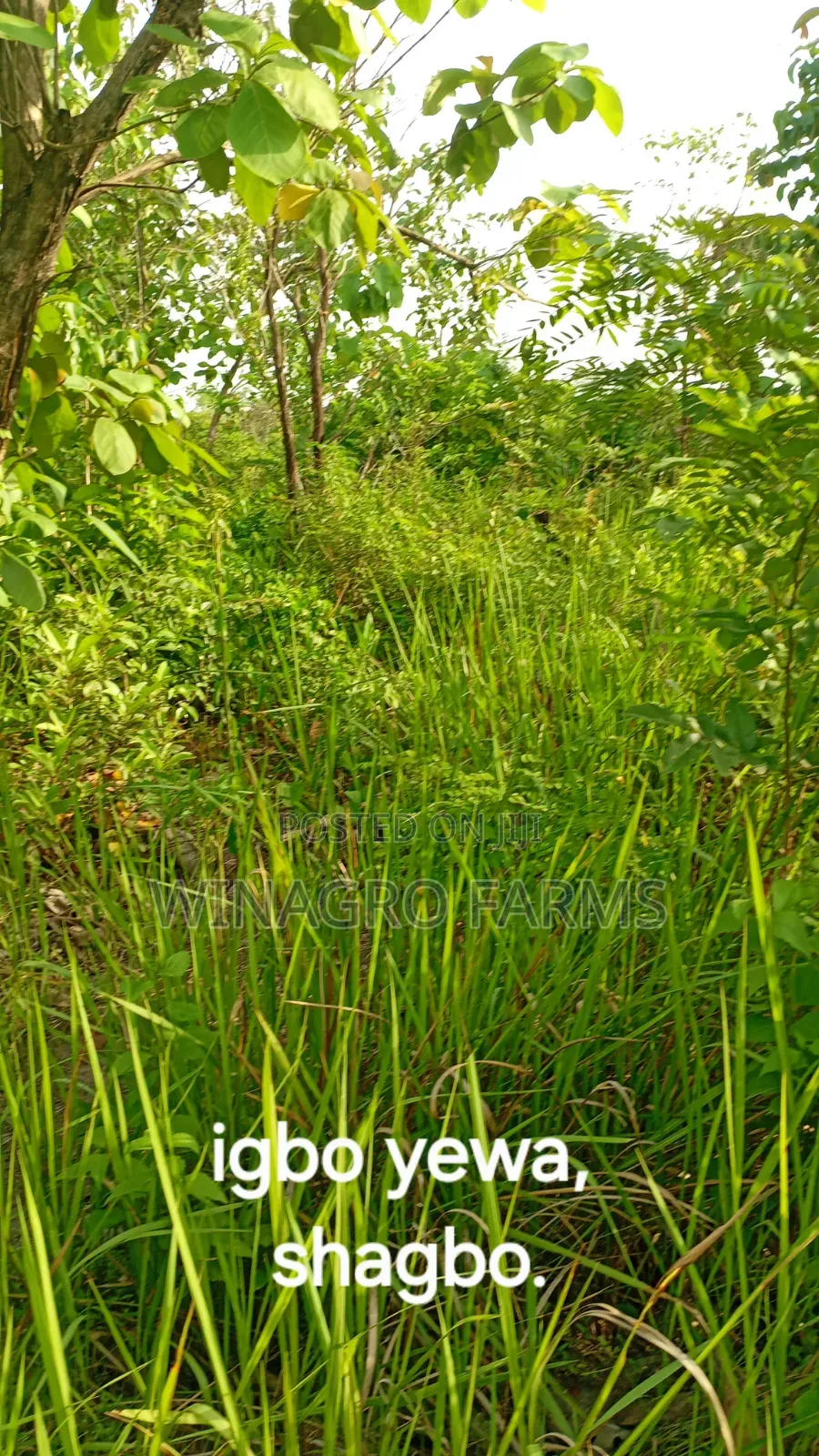 Farmers Hub Agric Land in Abeokuta South