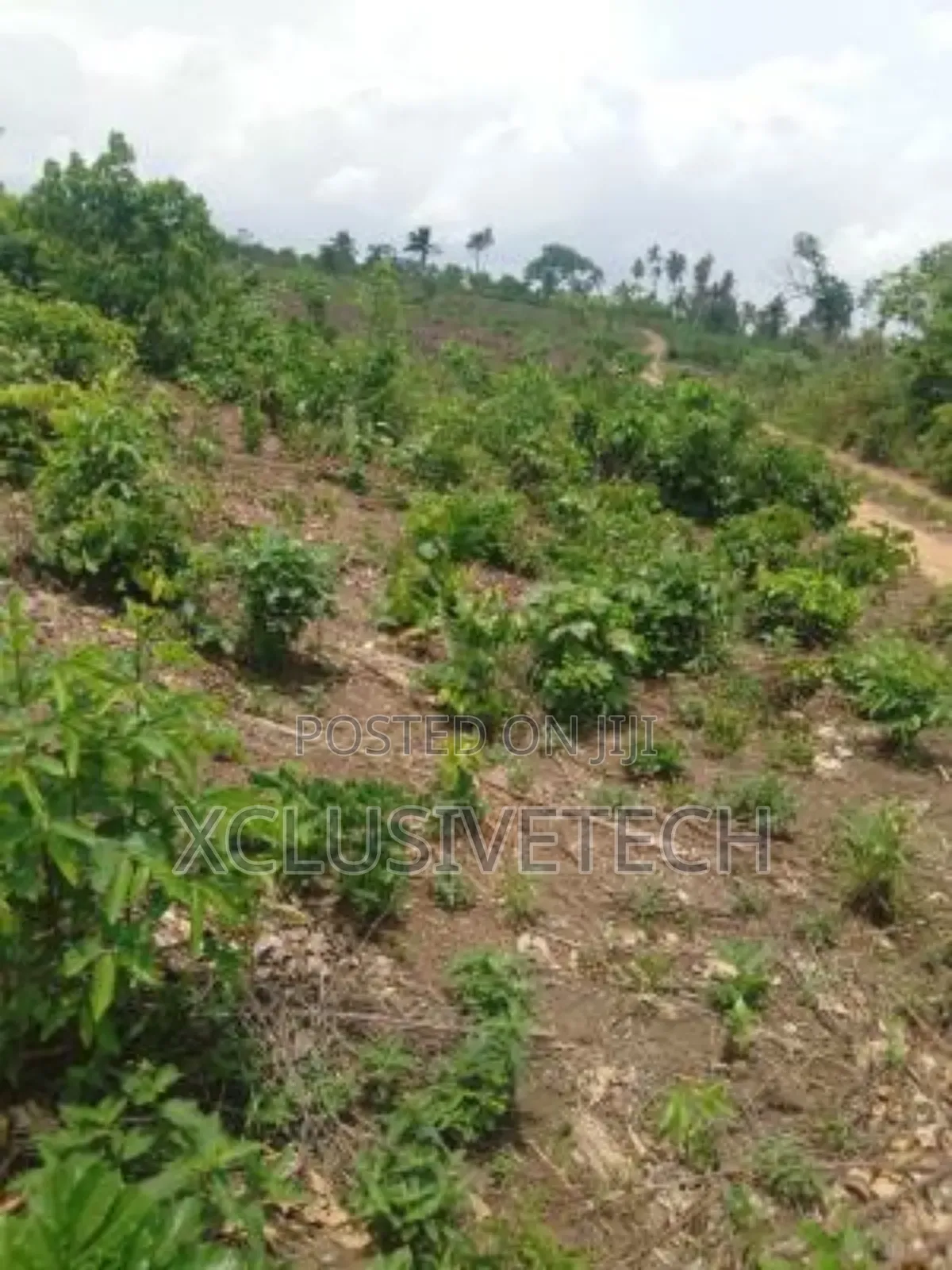 20 Acres of Farmland for Sale in Iseyin