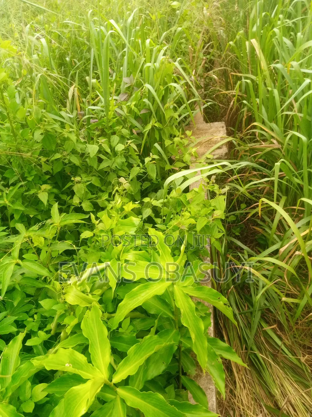 Land for Residential or Commercial Purposes Available in Benin City