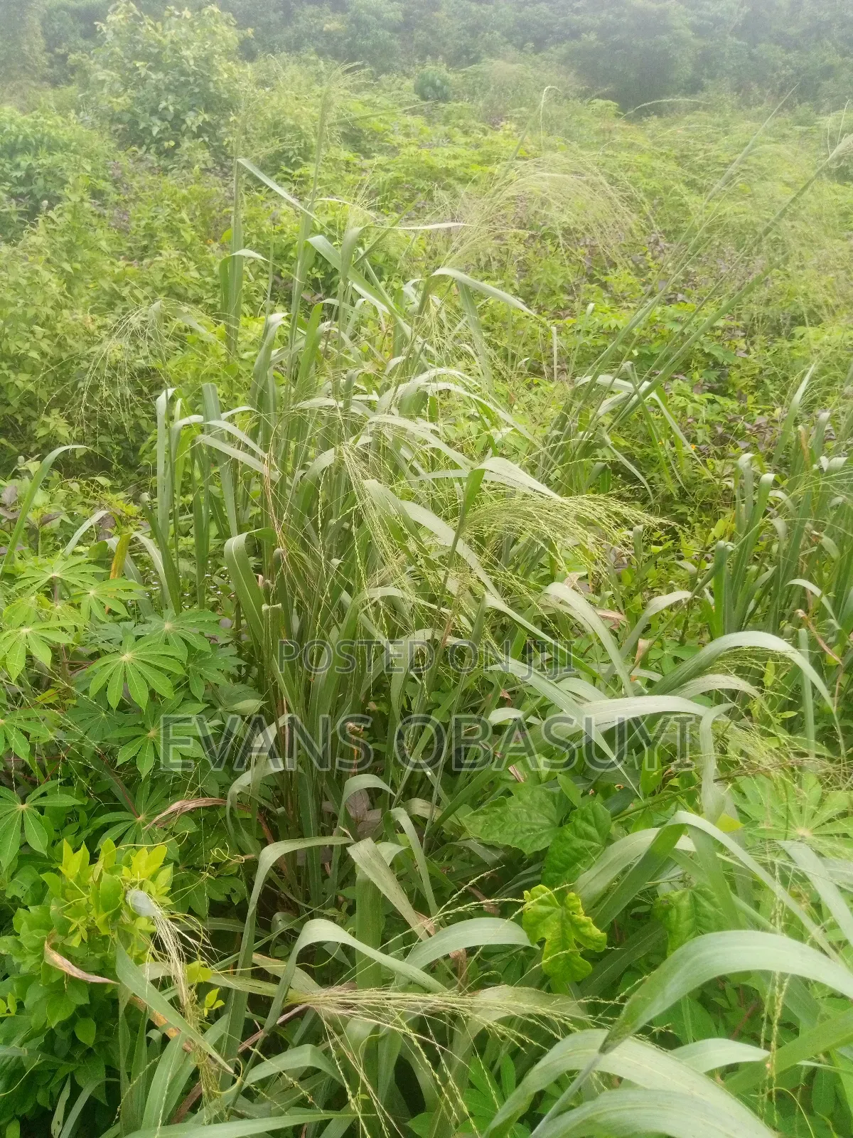 Land for Residential or Commercial Purposes Available in Benin City