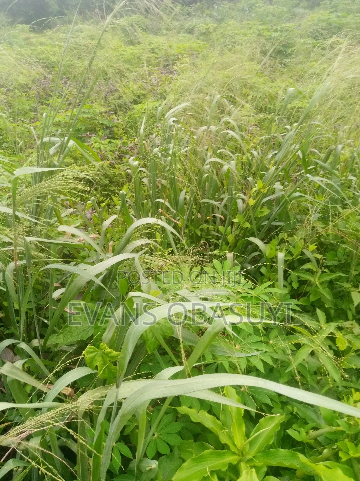 Land for Residential or Commercial Purposes Available in Benin City