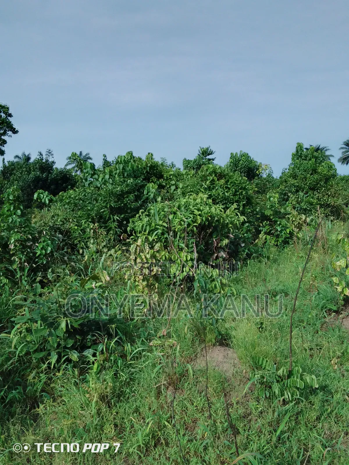 4 Plots Fertile Land for Sale. in Ukwa