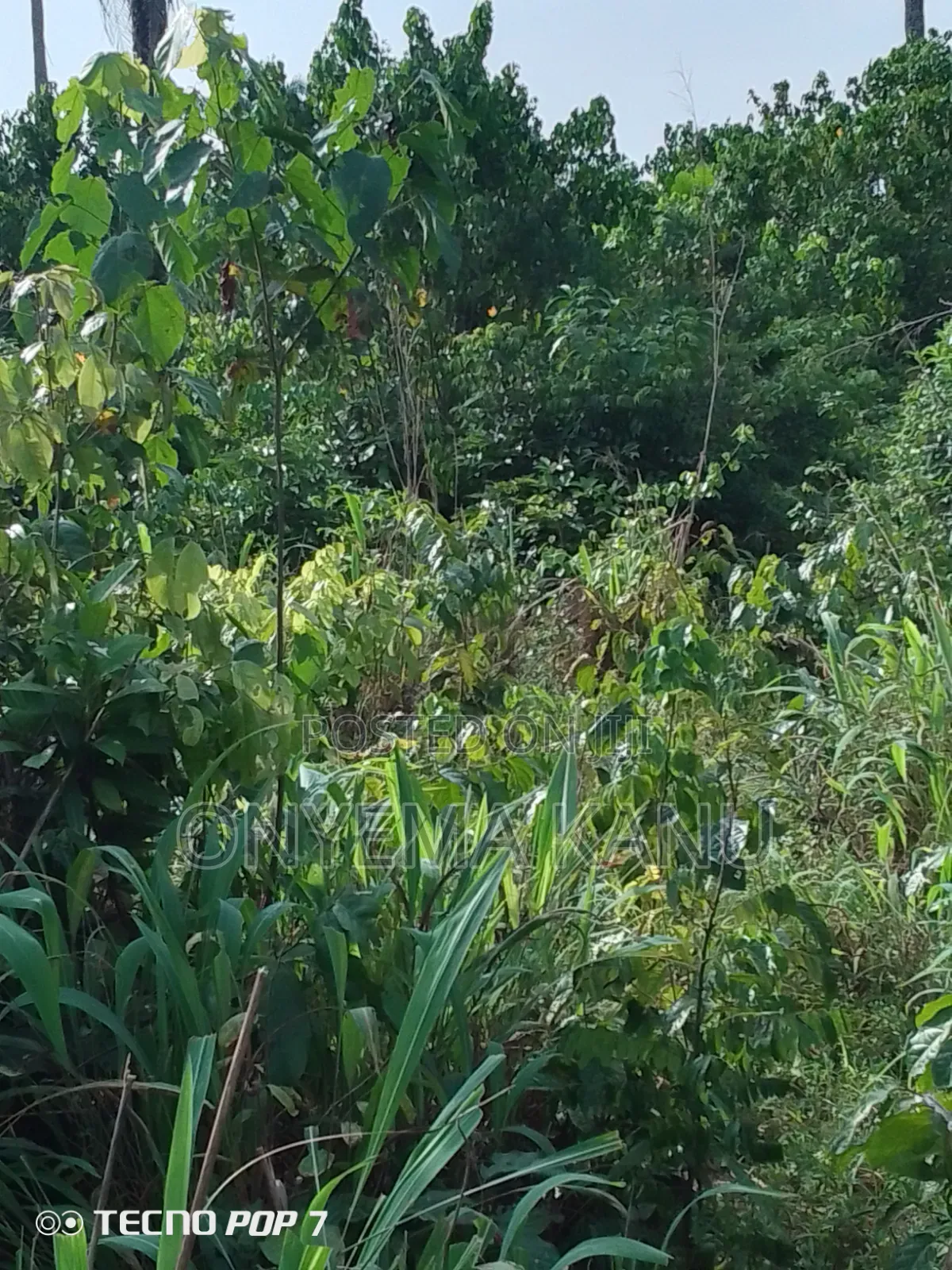 4 Plots Fertile Land for Sale. in Ukwa