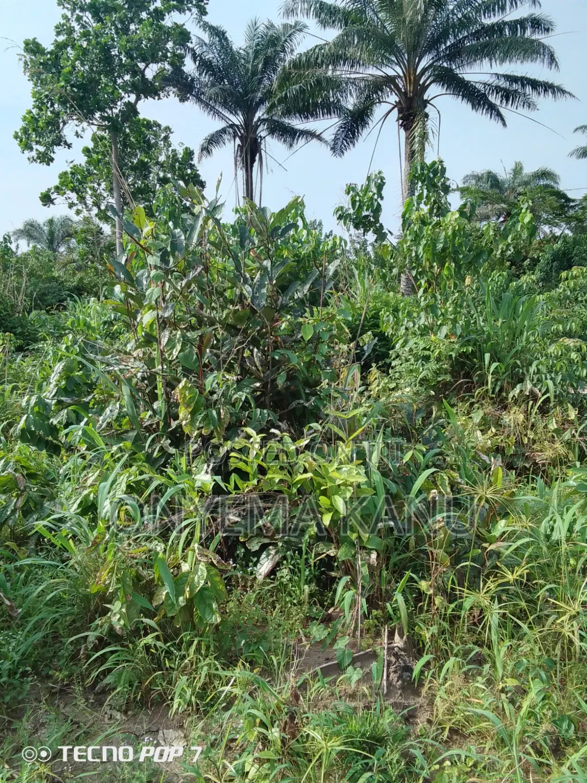 4 Plots Fertile Land for Sale. in Ukwa