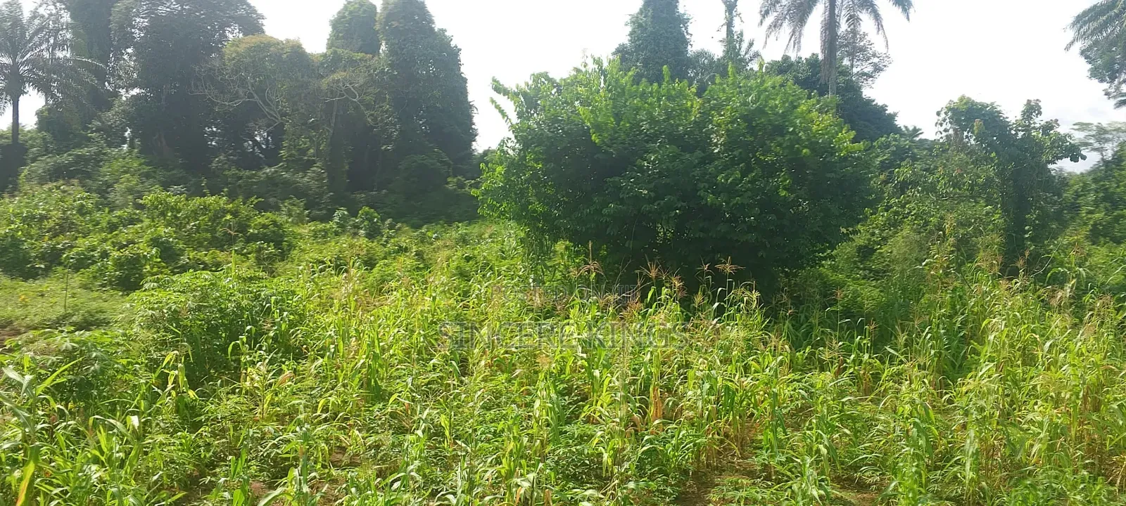 5000 SQM of Land for Sale in Uyo