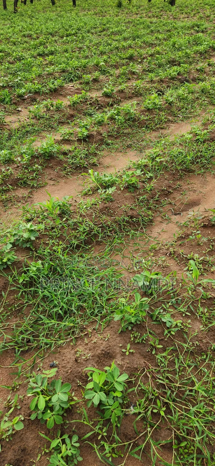 Prime Residential Land for Sale in Lifecamp in Life Camp