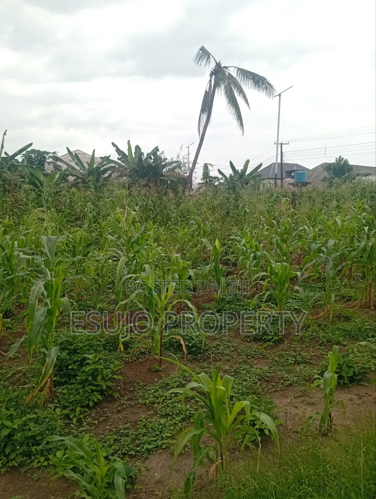 Distress Land in Uyo