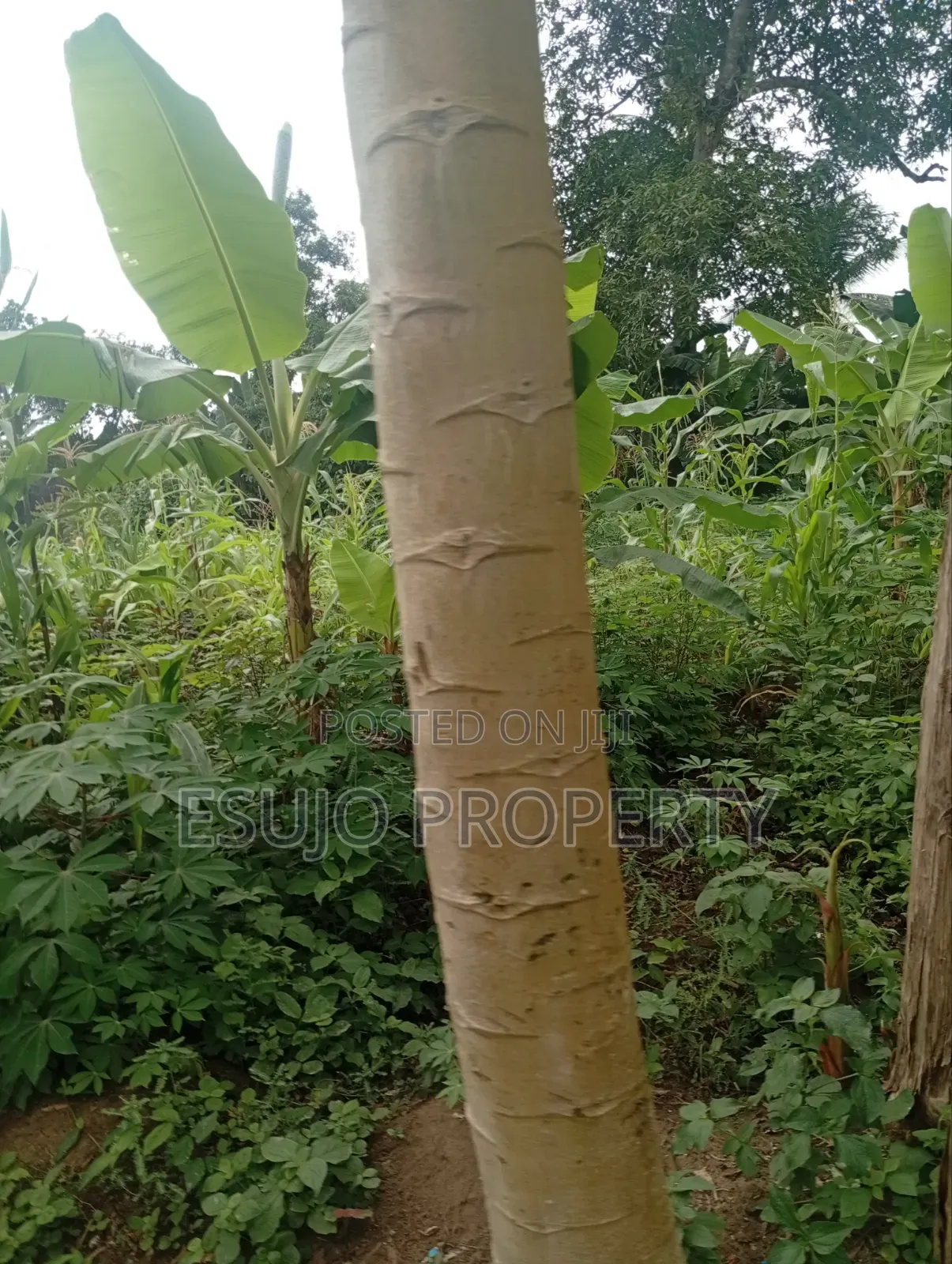 Distress Land in Uyo