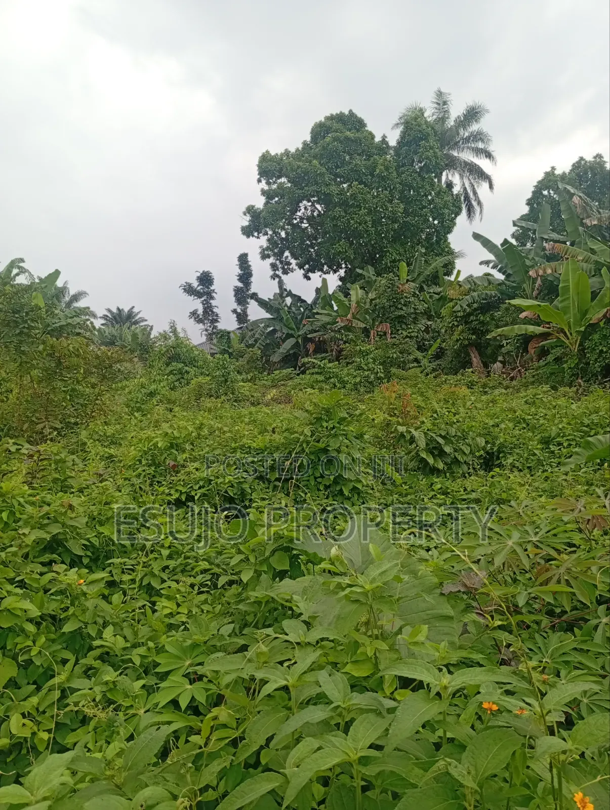 Distress Land in Uyo