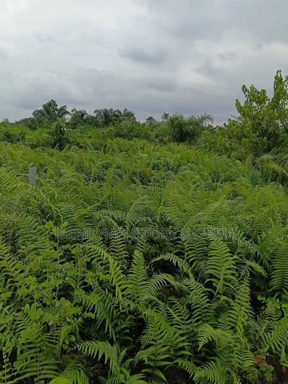 A Plot Off Ijegun-Ijagemo Express After Isheri Oshun Lagos in Ijegun
