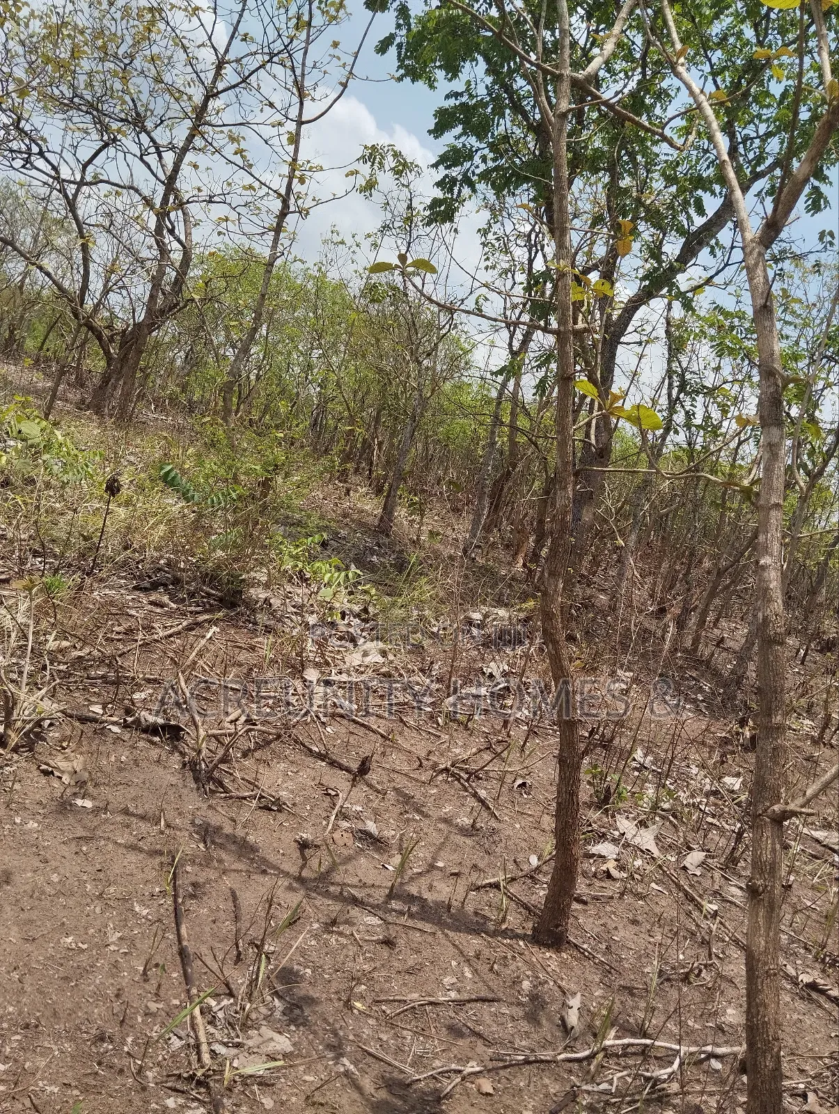 4000 Acres of Fertile Farmland at Ijio Town, Iwajowa Lg, Oyo State in Iwajowa