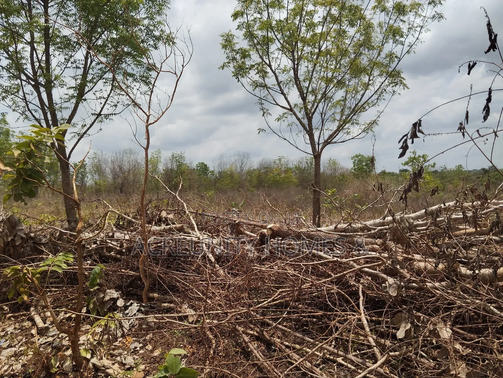 4000 Acres of Fertile Farmland at Ijio Town, Iwajowa Lg, Oyo State in Iwajowa