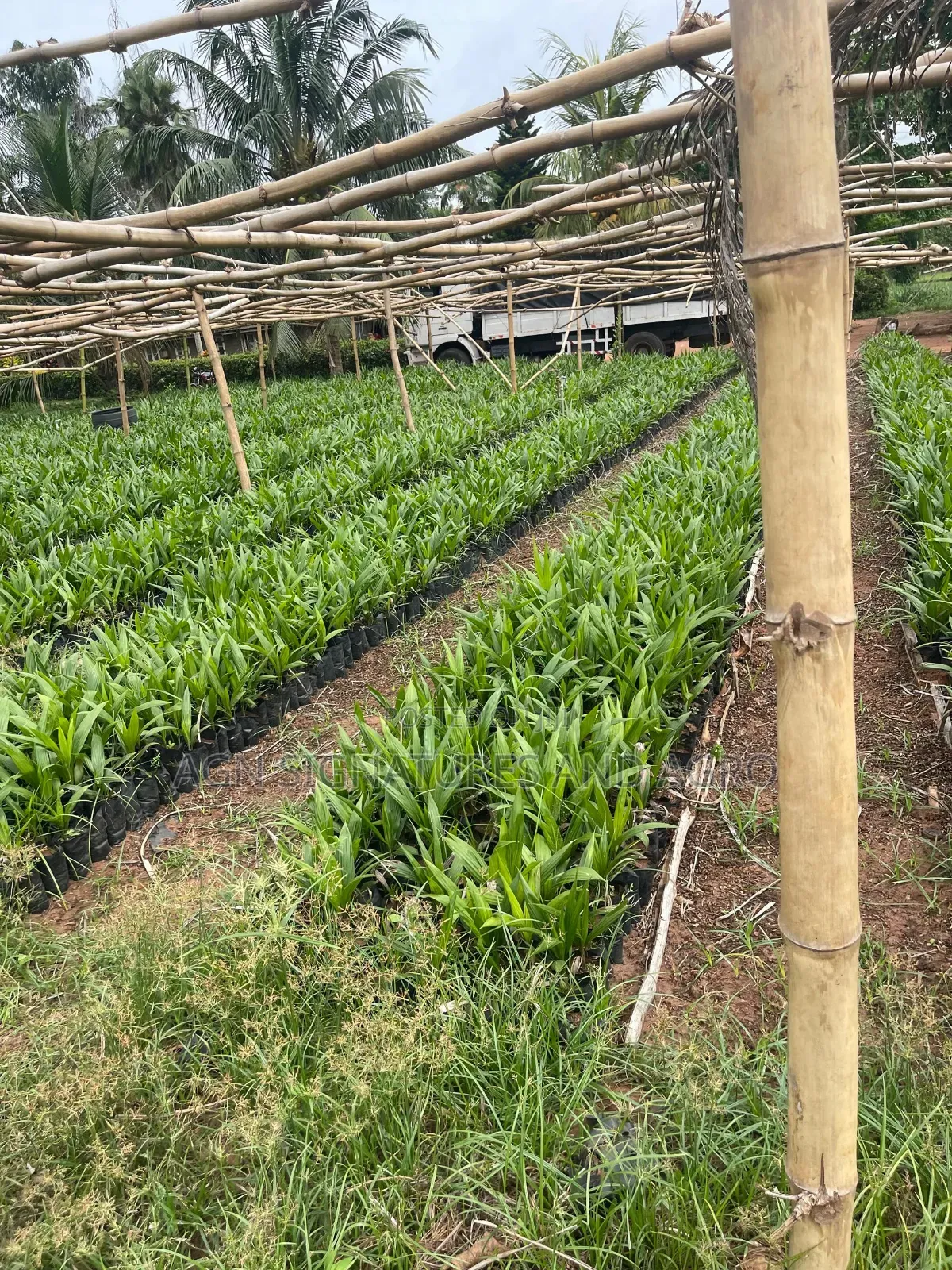 Invest in Farm Estate That Pays You Yearly While the Land Belongs to U in Ukwa