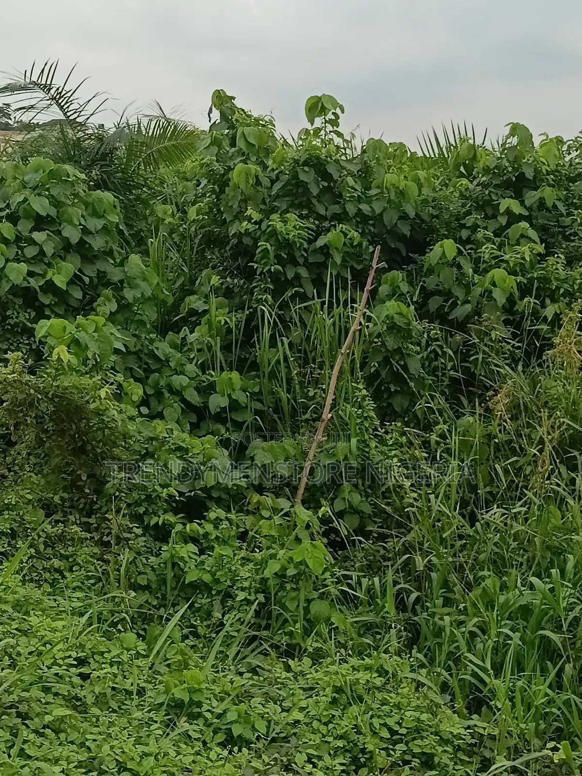 Distress Sale: 6 Plots at Igbogbo, Ikorodu. in Igbogbo