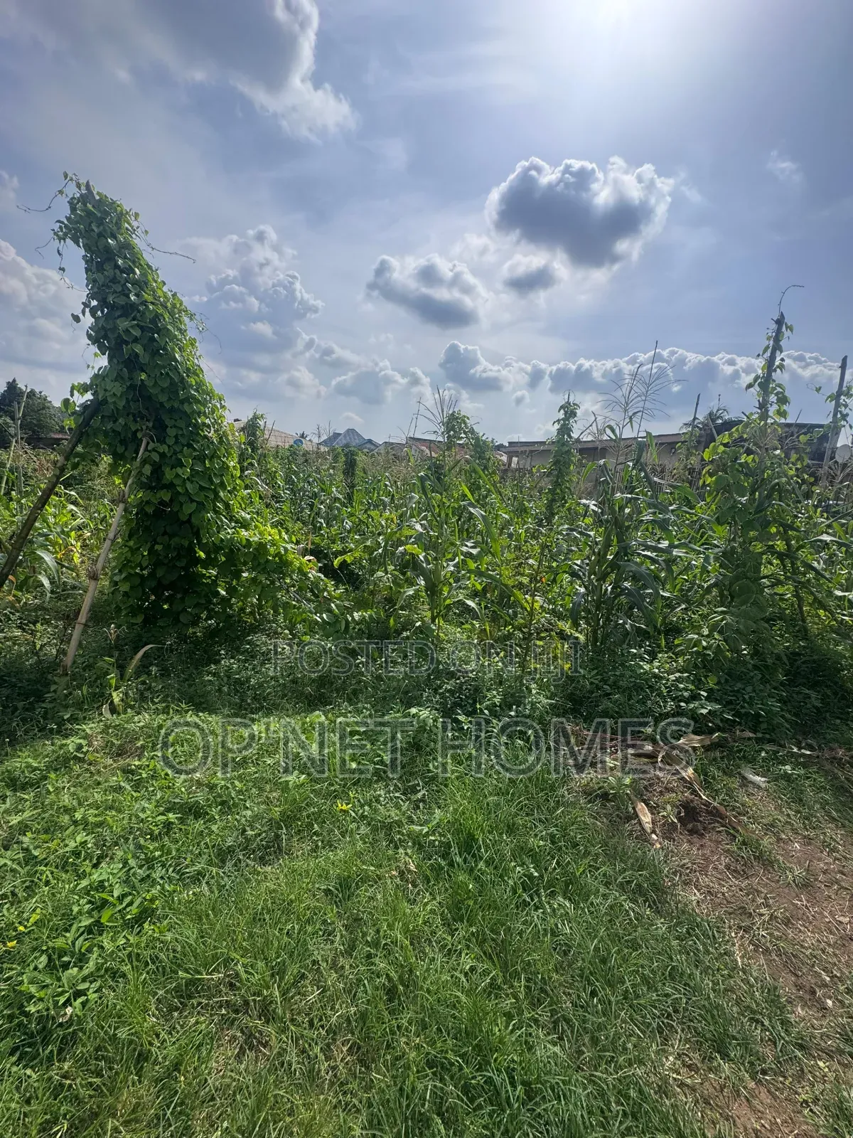Fenced 1036 SQM Land Is Available in Akure