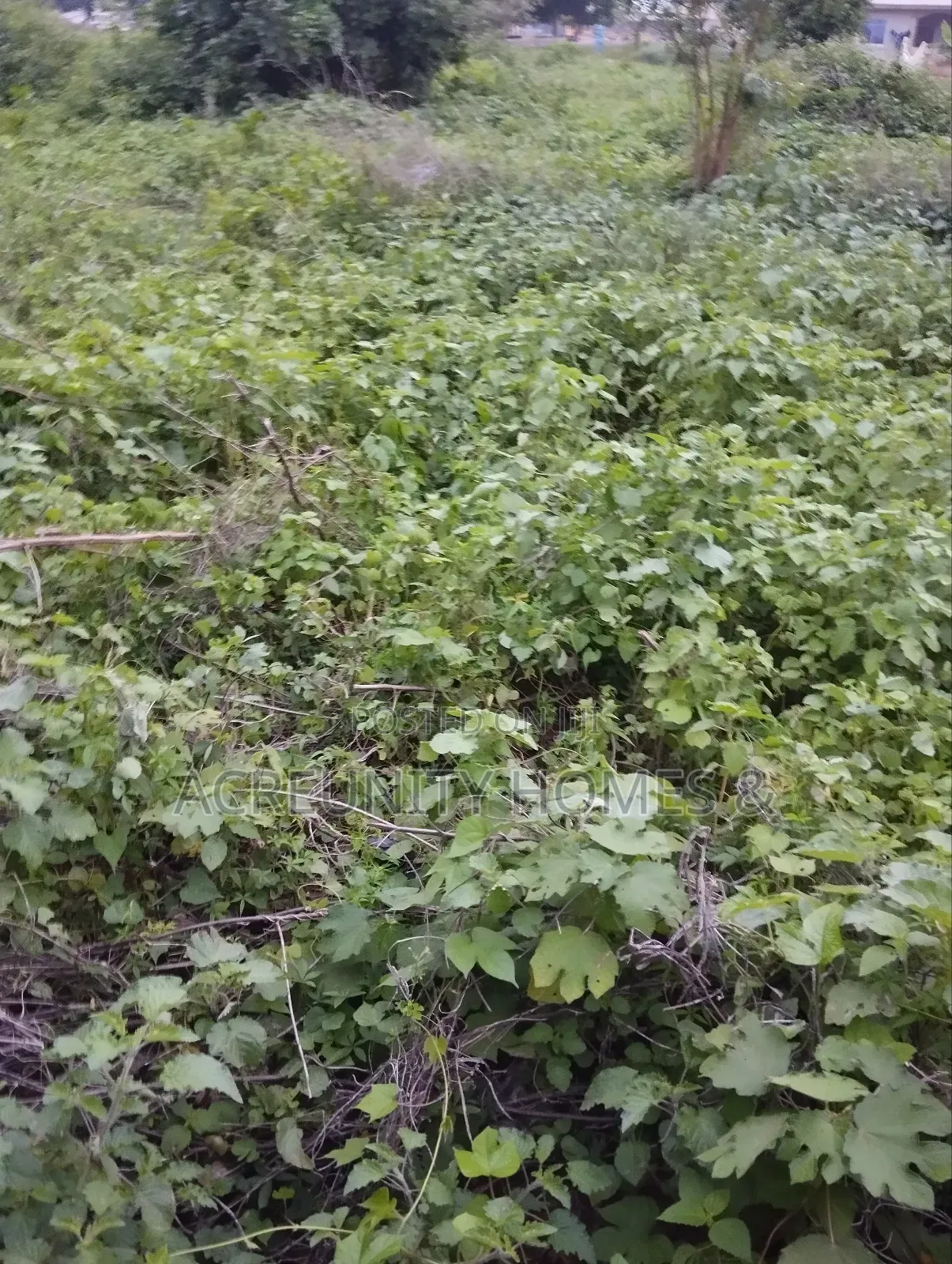 4.4 Acres of Fertile Farmland Available at Aaba Vill, Iseyin-Ibadan in Iseyin