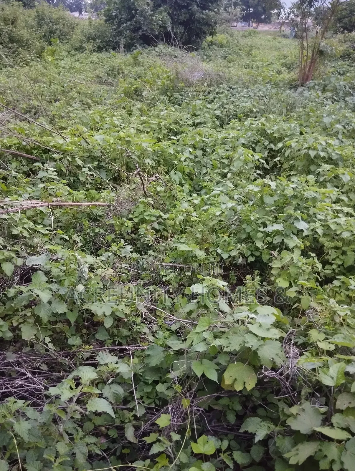 4.4 Acres of Fertile Farmland Available at Aaba Vill, Iseyin-Ibadan in Iseyin
