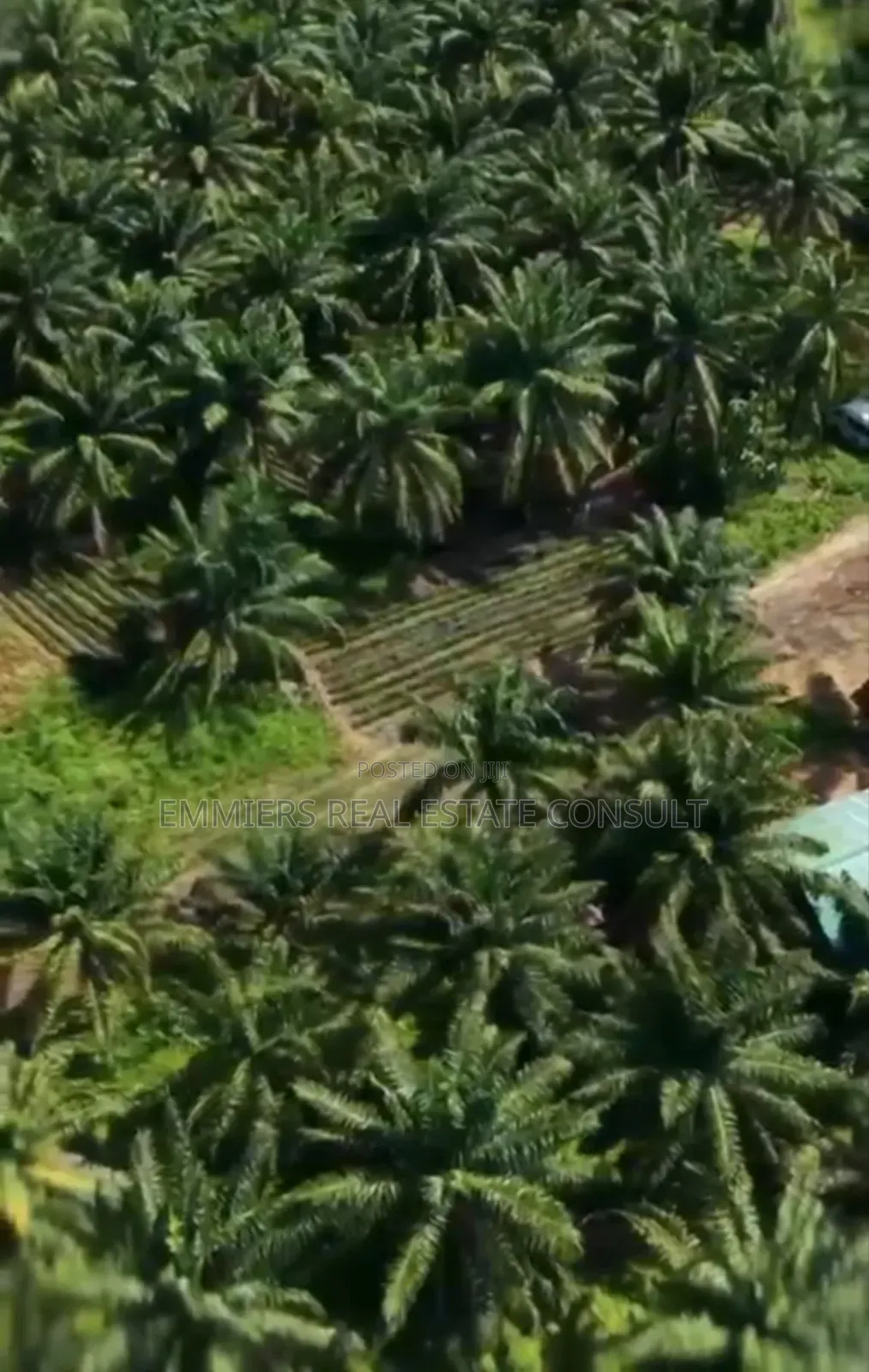 Earn Without Getting Dirty in a Registered Survey Land and Palm Trees in Abeokuta North