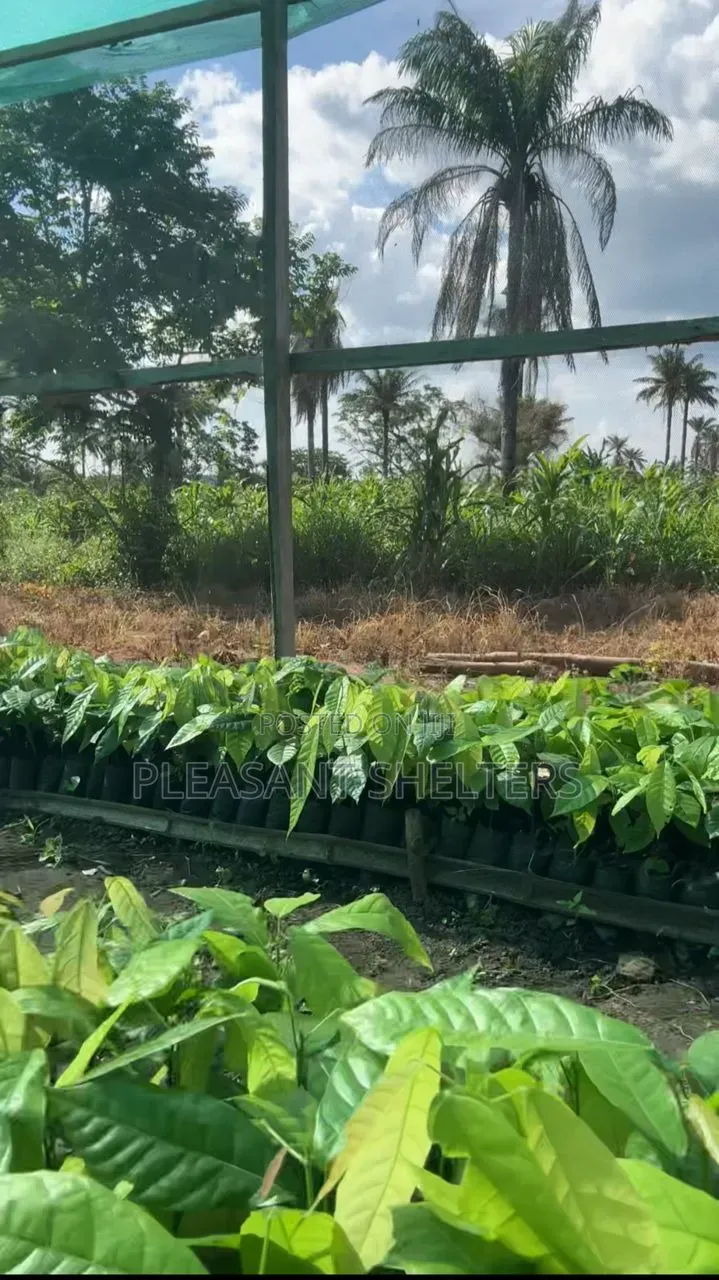 Coa Republiq - Cocoa Farmland For Sale in Obafemi-Owode