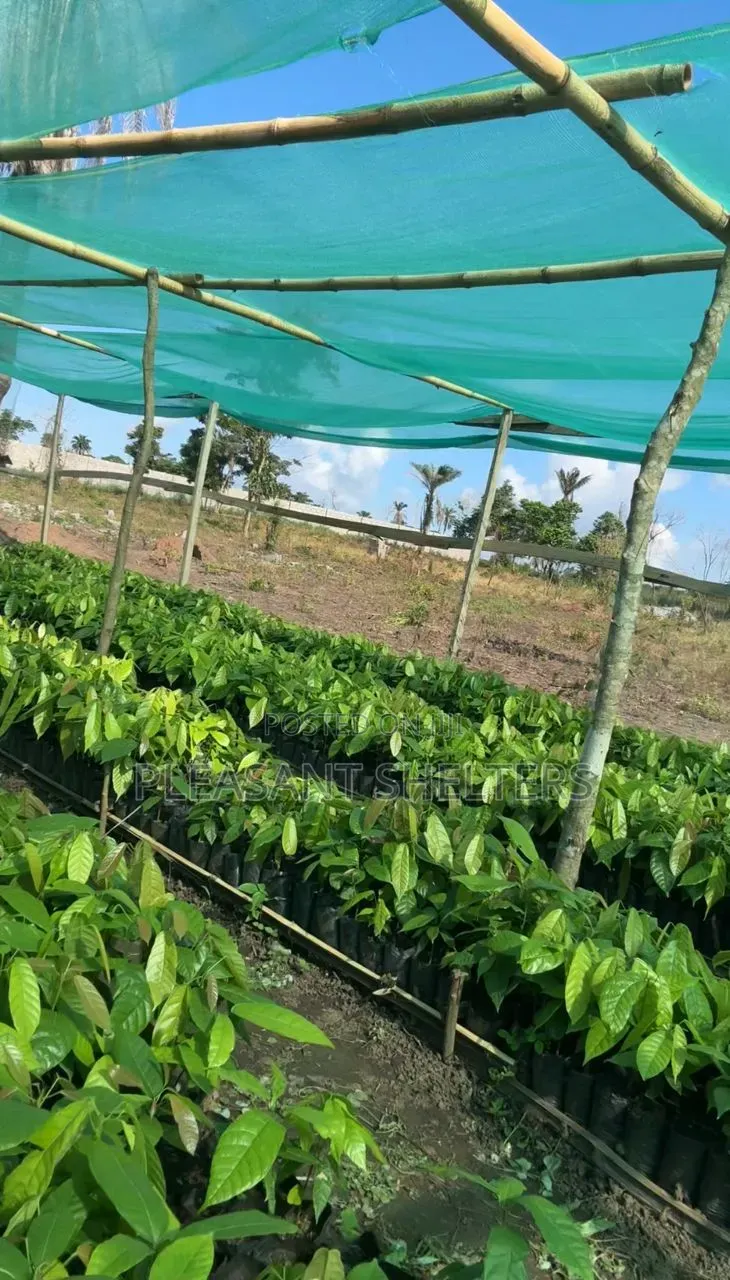 Coa Republiq - Cocoa Farmland For Sale in Obafemi-Owode
