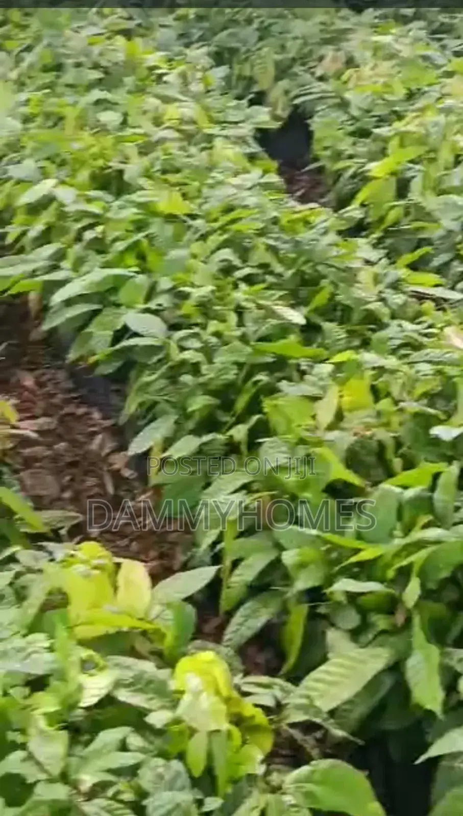 Owo Cocoa Farm and Resort in Obafemi-Owode