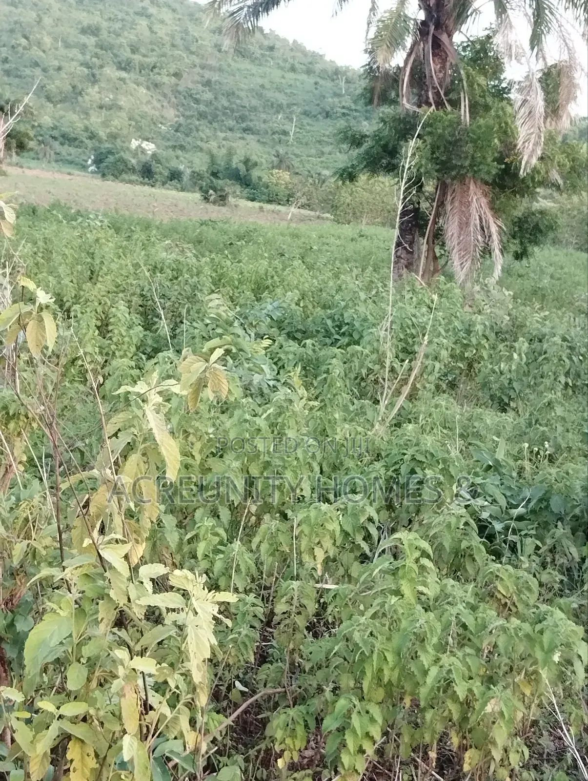 6 Acres of Fertile Farmland Available at Odooto Off Iseyin Okeho Road in Iseyin