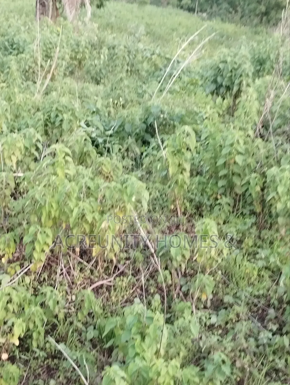 6 Acres of Fertile Farmland Available at Odooto Off Iseyin Okeho Road in Iseyin