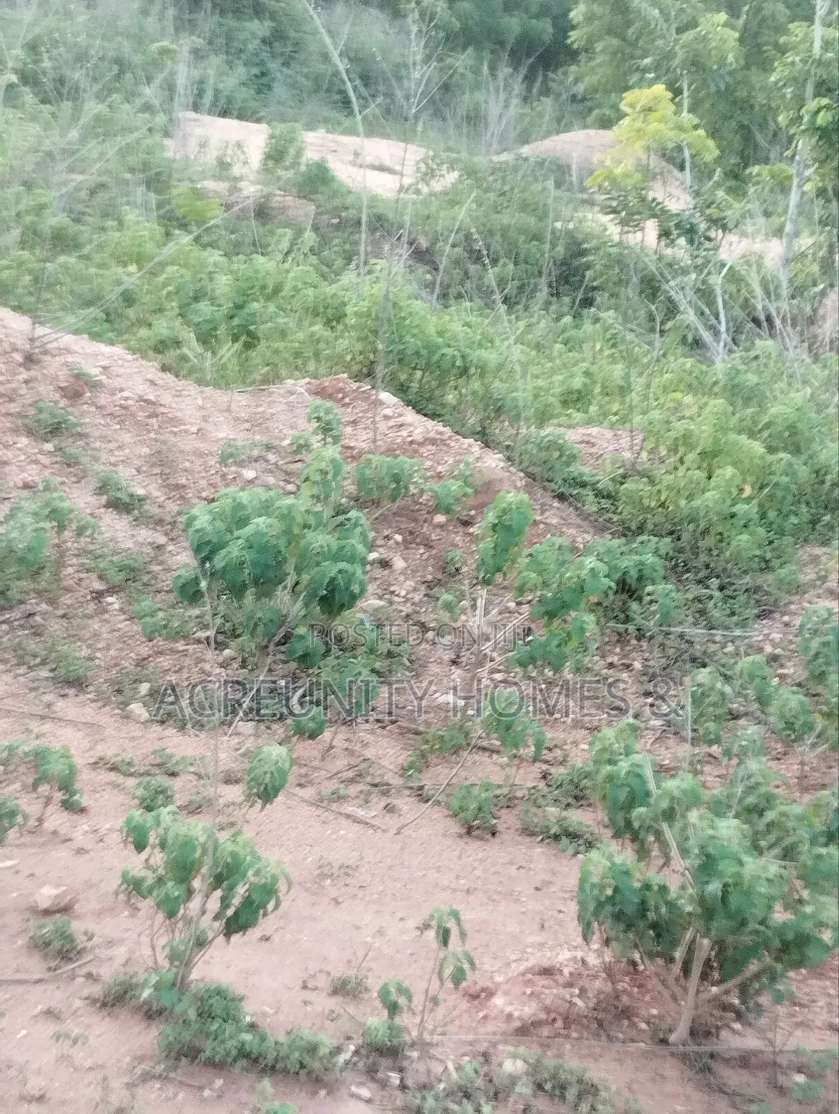 6 Acres of Fertile Farmland Available at Odooto Off Iseyin Okeho Road in Iseyin