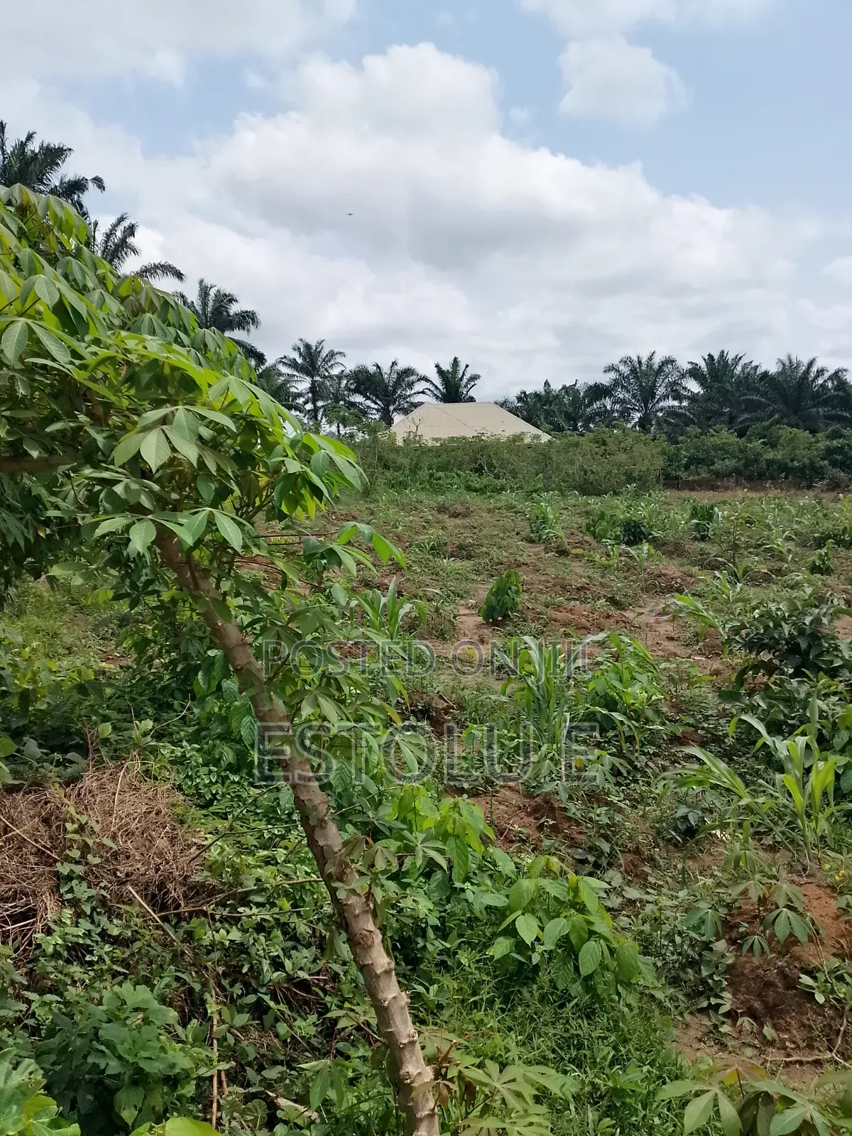 International Breweries Plot of Land in Ilesa